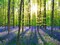 Beech forest with bluebells, Belgium Poster Print by Frank Krahmer - Item # VARPDX3FK3165
